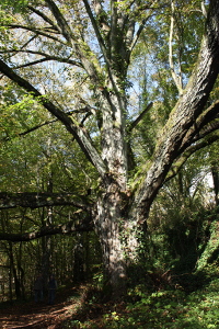 Baum