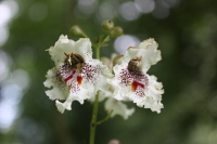 Blüte