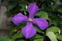 Blüte