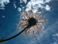 Pflanze